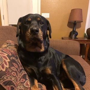 Meet your Posher, Ken